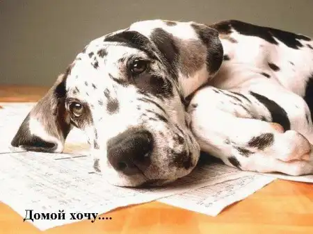 Зверинная работа в понедельник))) Зверинная работа в понедельник)))