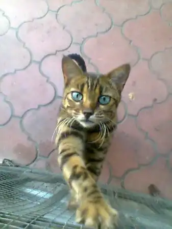 kitty