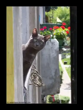 kitty