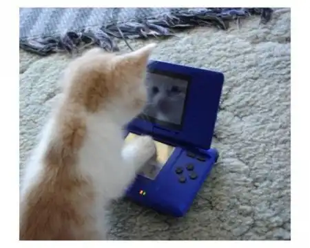 kitty
