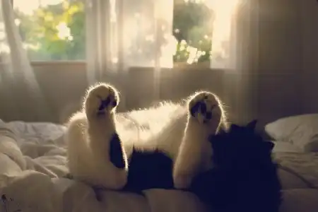 kitty