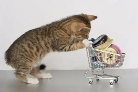 kitty