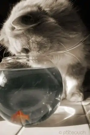 kitty