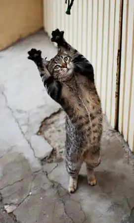 kitty