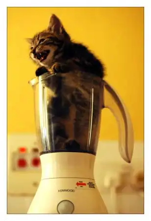 kitty