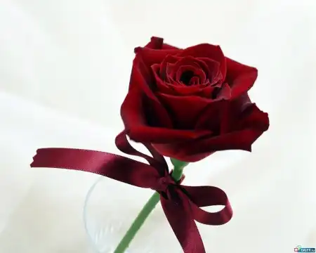 Розы