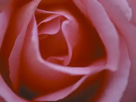 Розы