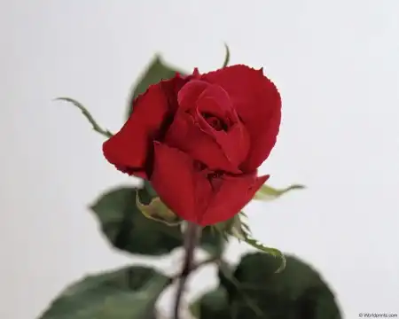 Розы