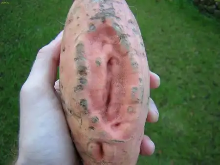 Она везде