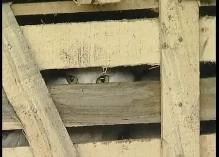 Кошки для супа
