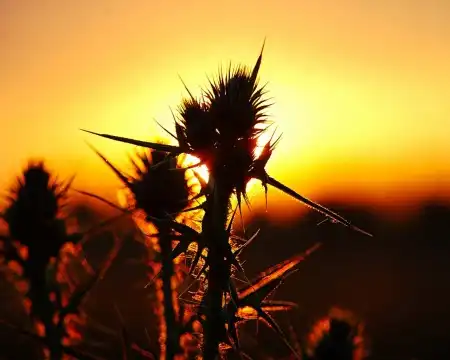 Wallpapers [200]