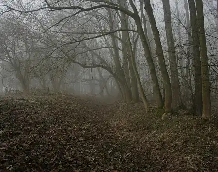 В лесу...