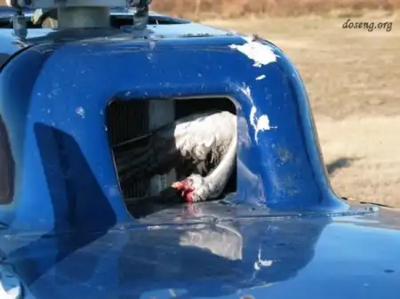 В США вертолет столкнулся со стаей гусей