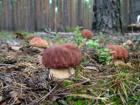 Грибочки