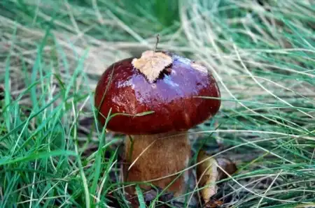 Грибочки