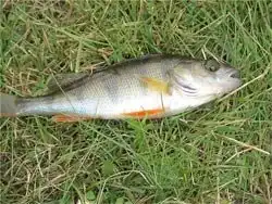 []ОкуНь[]