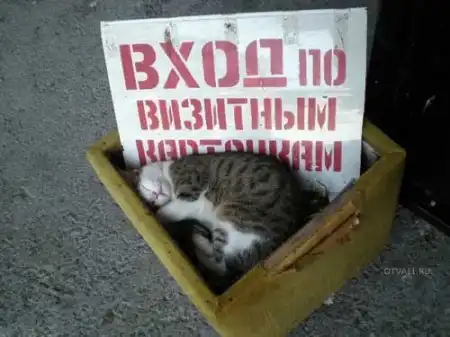 Забавные зверушки 2