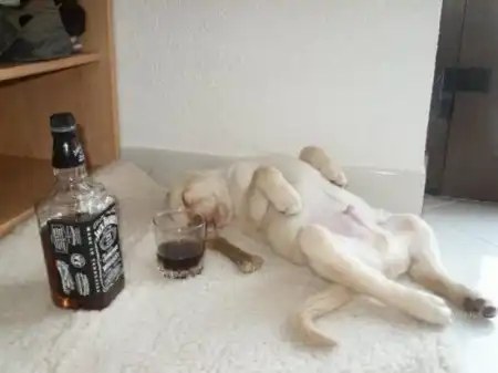 Забавные зверушки 2