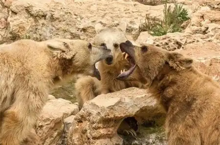 Эти забавные животные