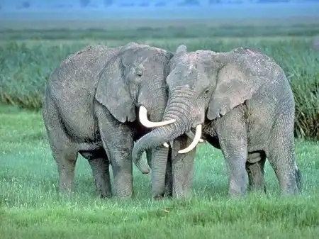 Обои со Слонами