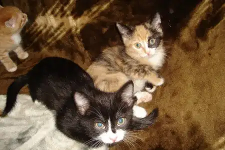 Отдам котят в добрые руки