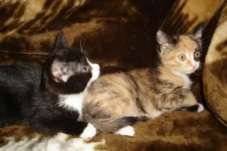 Отдам котят в добрые руки
