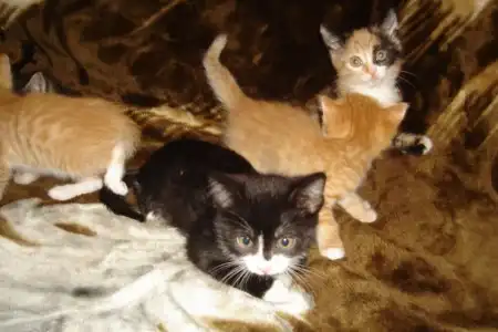 Отдам котят в добрые руки