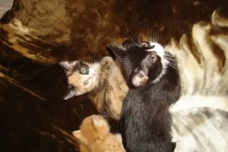 Отдам котят в добрые руки