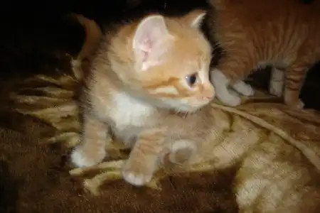 Отдам котят в добрые руки