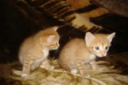Отдам котят в добрые руки