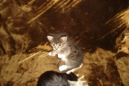 Отдам котят в добрые руки