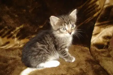 Отдам котят в добрые руки