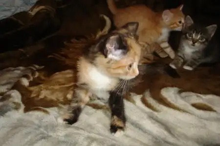 Отдам котят в добрые руки