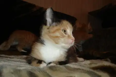 Отдам котят в добрые руки