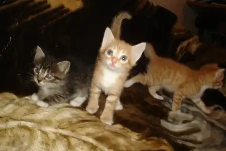 Отдам котят в добрые руки