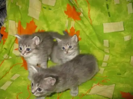 Котята