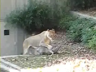 Случай в зоопарке Вашингтона