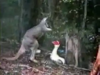 Кенгуру против птицы