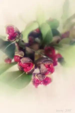 Нежные и необычные фотографии цветов