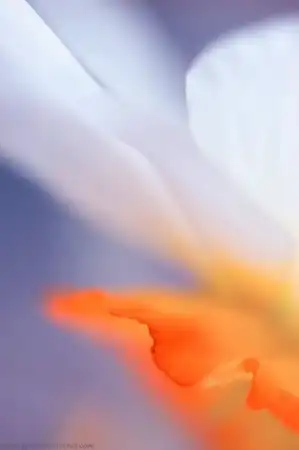 Нежные и необычные фотографии цветов