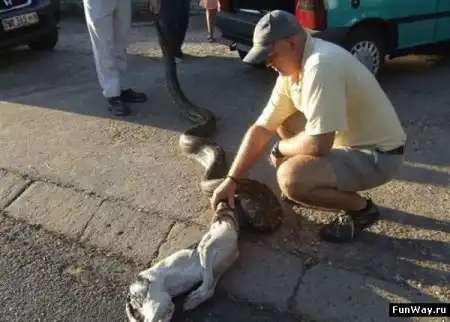 Питон проглотил собаку