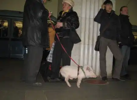 Чего только не увидишь в метро