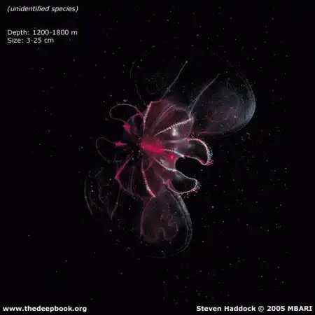 11022 (!!!) метра - экстримальная глубина