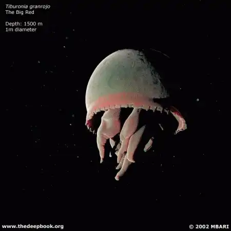 11022 (!!!) метра - экстримальная глубина