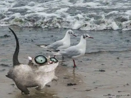 КотеГг