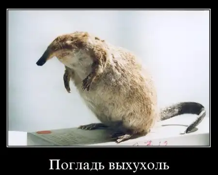Выхухоли, вхухоли и др. (вынос мозга)
