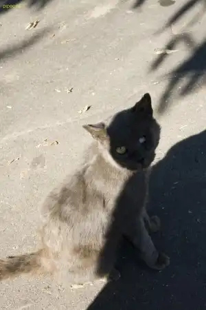Немножко жести 