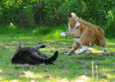 Бой котов
