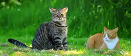 Бой котов
