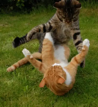 Бой котов